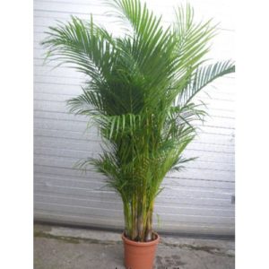 Areca Luteskens