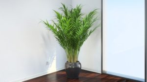 Humidité Areca