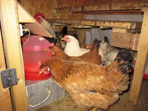 Abreuvoir pour poulets en hiver