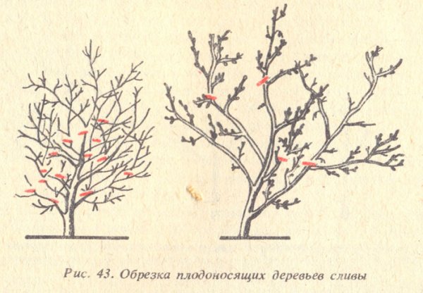 Schéma de taille des prunes en automne