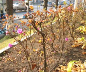 Comment tailler un rhododendron à l'automne