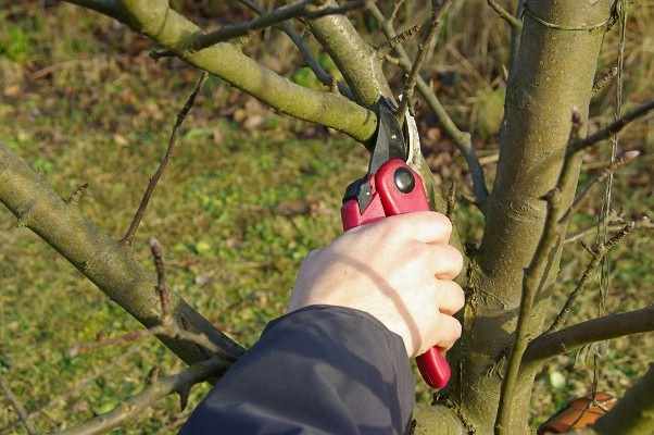 Comment tailler correctement un pommier au printemps