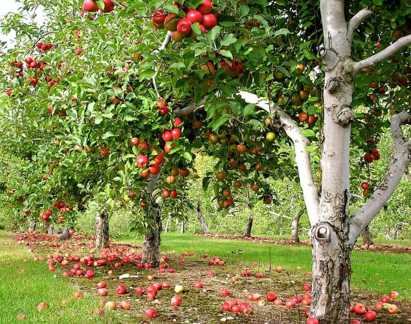 Comment planter des pommiers en automne