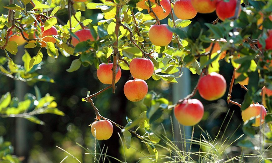 Comment planter un pommier en automne Instructions étape par étape