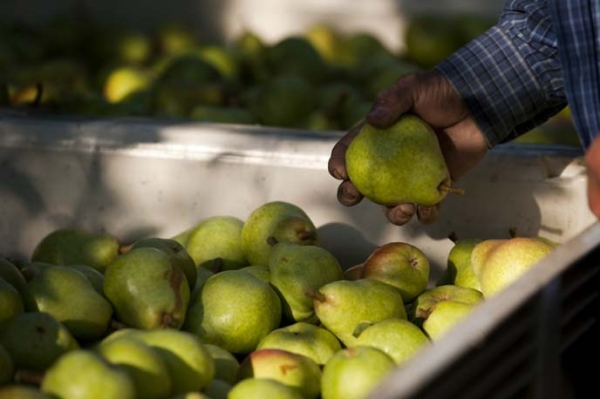 Comment récolter les poires pour le stockage