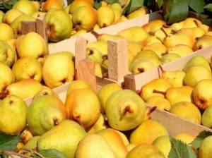 Comment garder les poires fraîches pour l'hiver