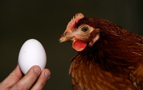 Poulet et oeuf