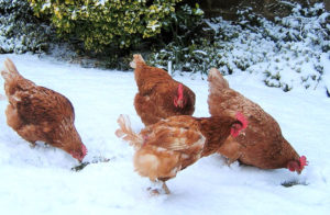 Poulets en hiver à la maison