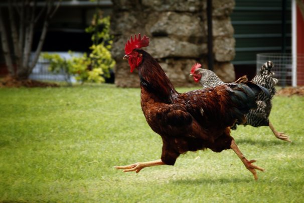 Traitement de la diarrhée chez les poulets