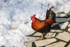 Jeune coq en hiver