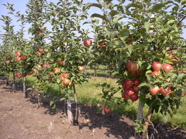 Taille des pommiers nains au printemps