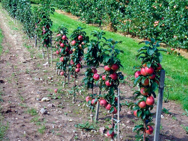 Taille des pommiers en colonne au printemps