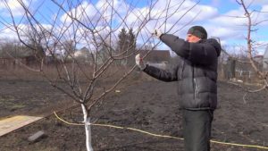 Taille des prunes à l'automne pour l'hiver