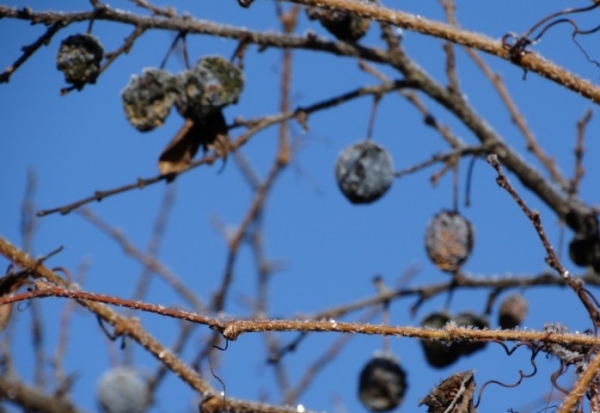 Taille des prunes en automne