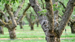 Soin des prunes d'automne