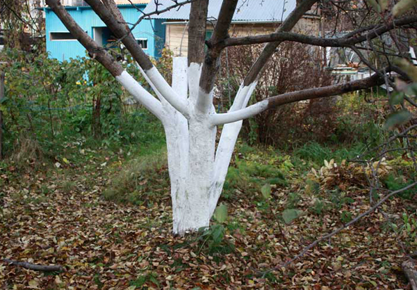 Les cerises blanchies à la chaux en automne préparation pour l'hiver