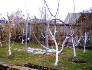 Préparer un pommier pour l'hiver