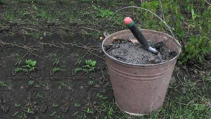 Top dressing et fertilisation des prunes en automne