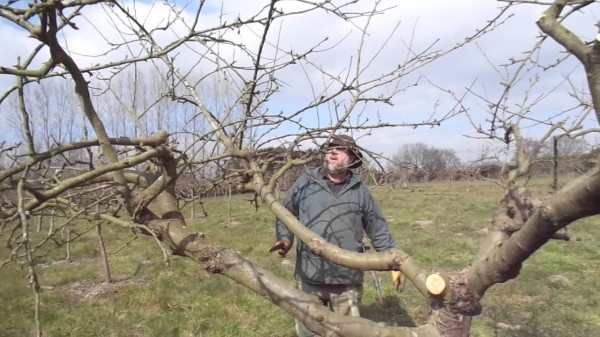 Avantages de la taille des pommiers au printemps