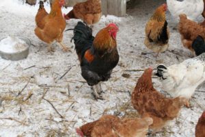 À quelle température pouvez-vous promener les poulets en hiver