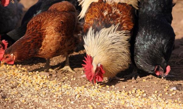 Causes de la diarrhée chez les poulets