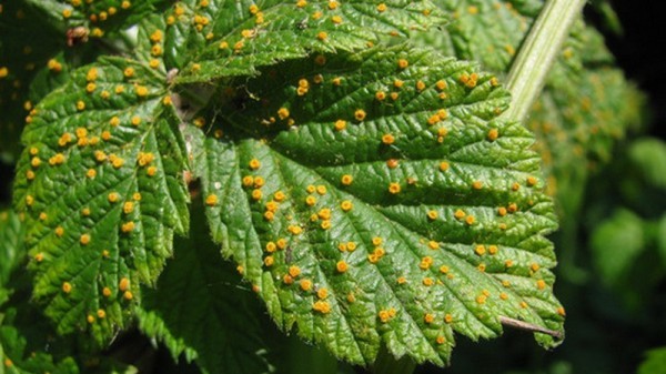 Rouille de la framboise