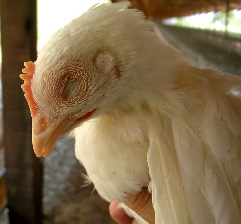 Salmonellose chez les poules pondeuses