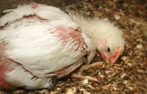 Salmonellose chez les poulets en hiver