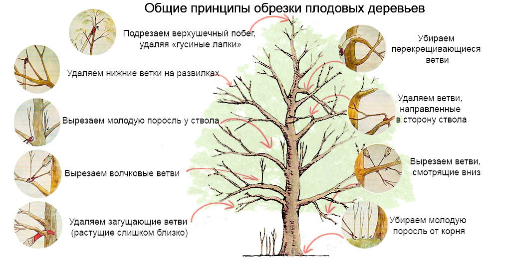 Schéma d'élagage des pommiers au printemps