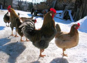 Élever des poules pondeuses en hiver