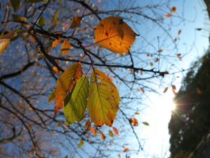 Soins aux cerises en automne