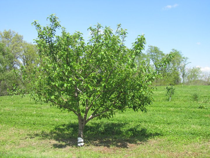 Entretien du pommier après la taille au printemps