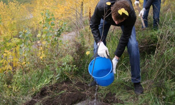 Entretien du pommier après la plantation à l'automne