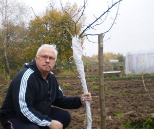 Abri de jeunes prunes pour l'hiver