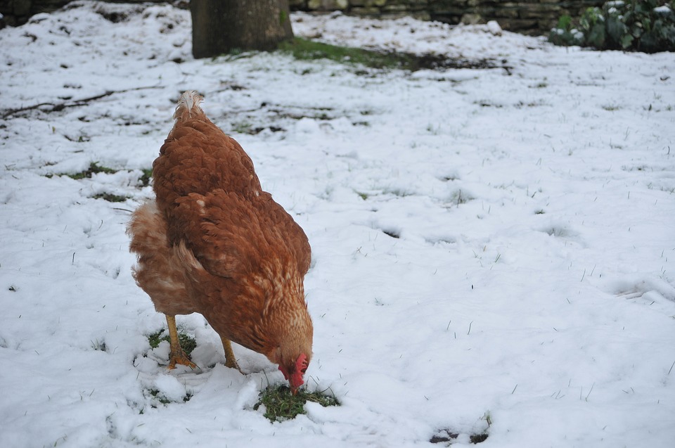 pour éviter les engelures, la poule pondeuse ne doit pas rester à l'extérieur plus de 2 heures