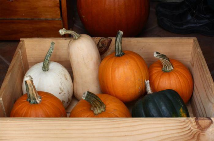 Stocker une citrouille dans un appartement n'est pas si difficile!