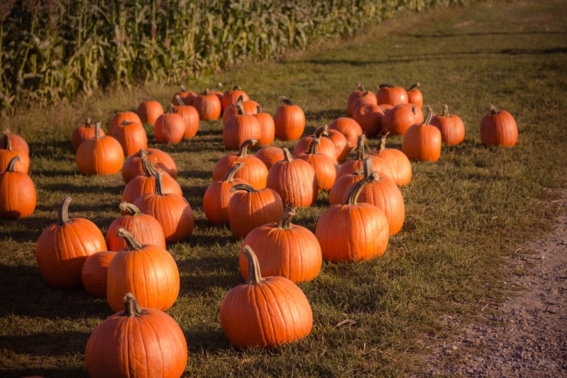 Pour commencer à stocker un légume, vous devez collecter et sélectionner correctement les citrouilles.