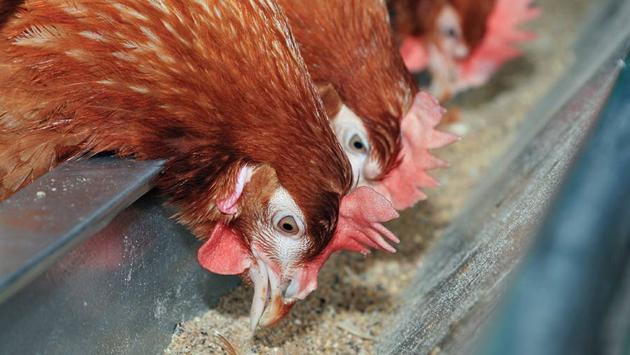 traitement de la maladie de la poule pondeuse