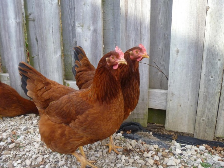 Types de maladies chez les poules pondeuses