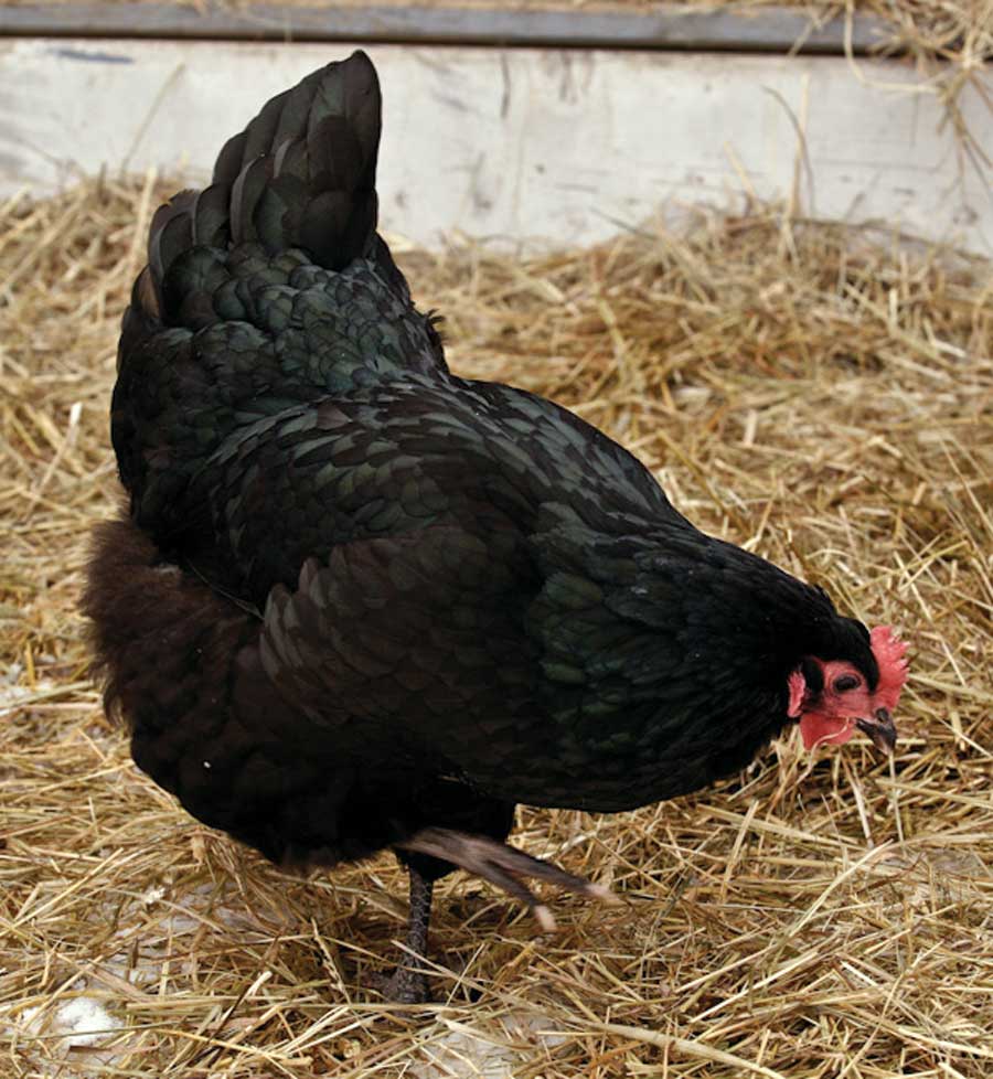 prévention des maladies chez les poules pondeuses