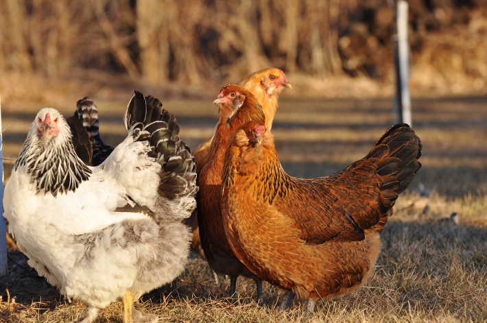 maladies des poules pondeuses