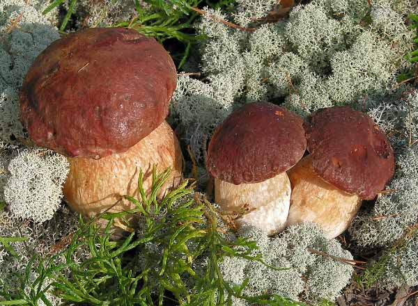 Les cèpes ne poussent que dans les forêts