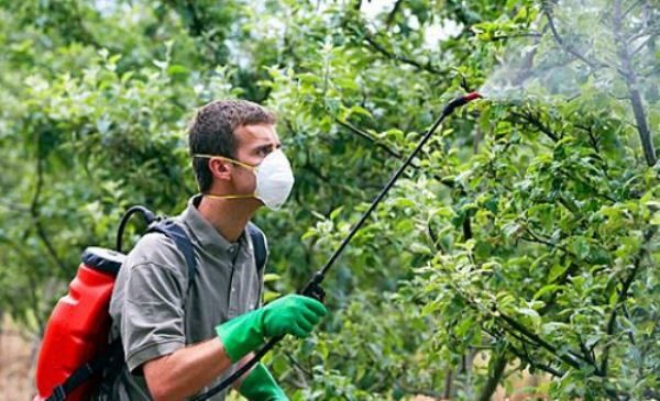 Traitements biologiques pour les pommiers au printemps