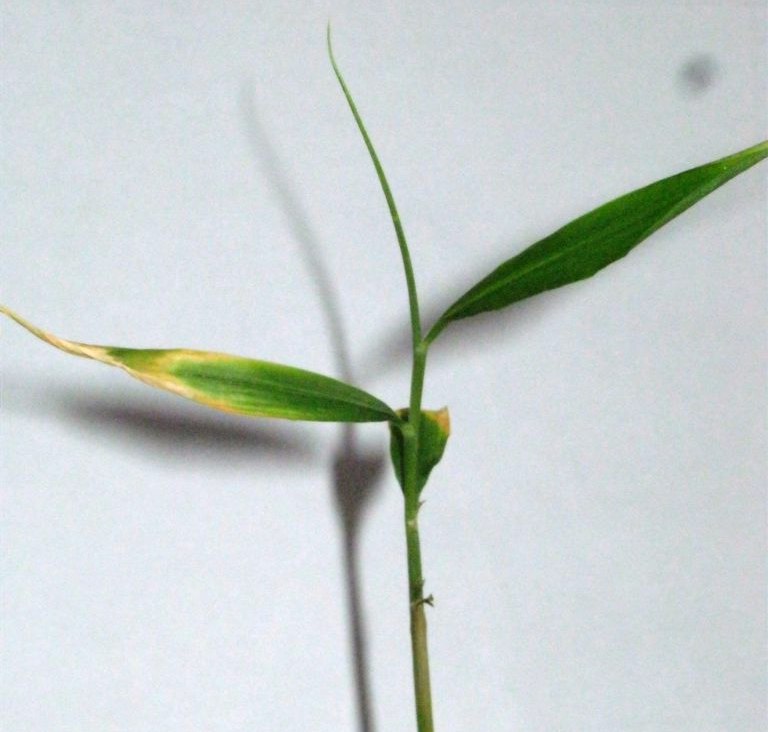 Maladies du gingembre sur le rebord de la fenêtre