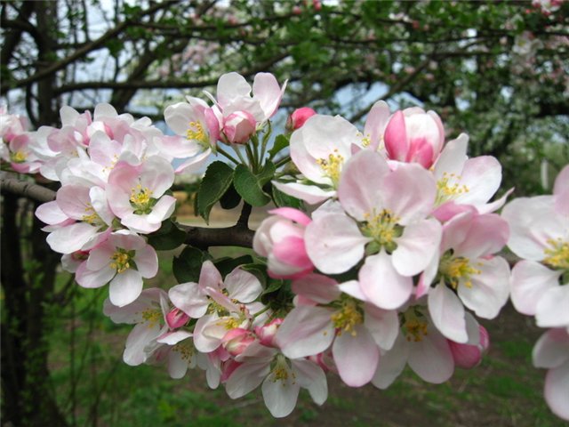  Comment nourrir les pommiers au printemps pendant la floraison