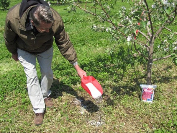 Comment nourrir un pommier au printemps pendant la floraison