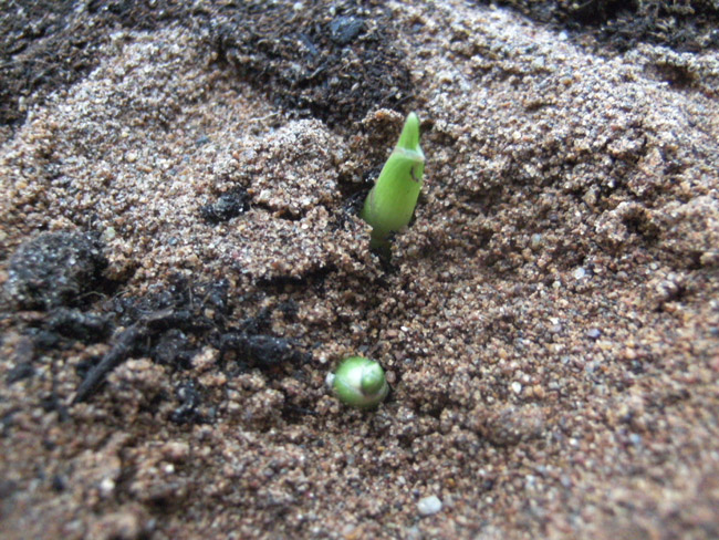 Photo de gingembre, qui est cultivé à la maison dans un pot