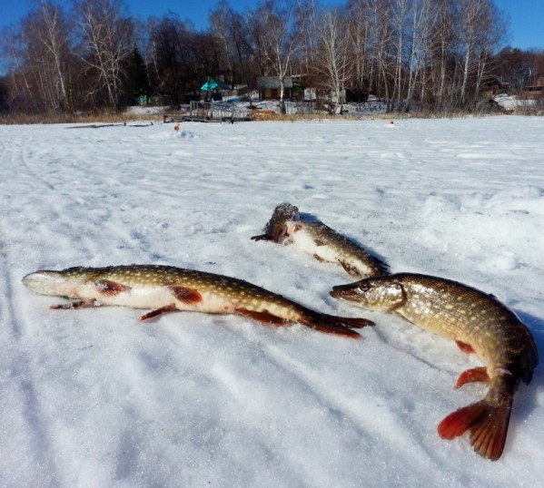 Où et quand syntoniser le brochet en hiver