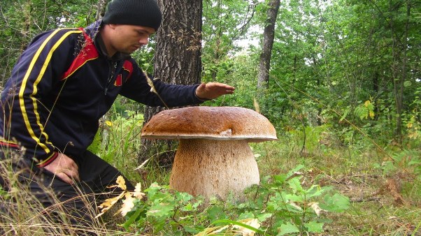 Champignon blanc géant