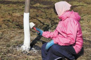 Comment blanchir un pommier